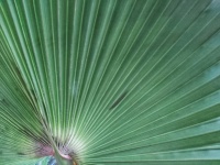 Close-up Of Fan Palm Leaf