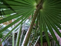 Gros plan, de, vert, feuilles palmier