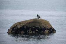 Aalscholver op een rots