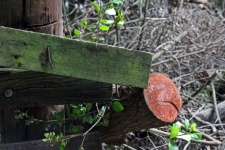 Cut branch next to a rustic fence