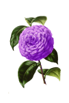 Flor de dalia pintada flor
