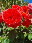 Głęboka różowa róża bengalska