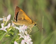Delaware Skipper Butterfly Close-up