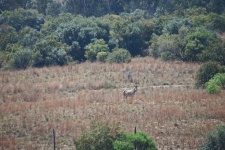 Entferntes Burchell-Zebra im Gras