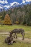 Donkey Grazing In The Mountains
