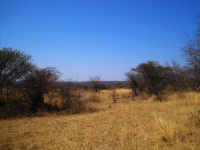 Dry bush landscape in south africa