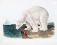 Urs polar urs polar polul nord