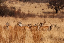 Eland herd antelope in long grass