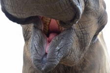 Usta słonia
