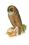 Arta picturii vintage Owl
