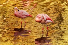 Flamingo water gold reflection