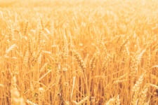 Golden Grain In The Field