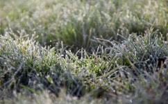 Gelo de inverno de grama