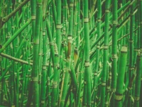 Sfondo di bambù verde