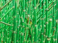 Tło zielony bambus