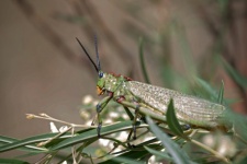 Green Grasshopper On Green Leaves