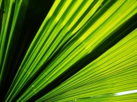 Hoja de palmera verde