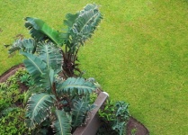 Green subtropical vegetation