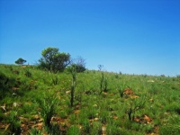 Green vegetation covered slope