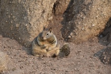 Ground Squirrel Sitting