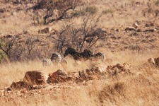 Group of burchell&039;s zebra on a hill