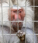 Hamadryas Baboon In Cage
