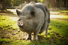 Mascota de cerdo barrigón