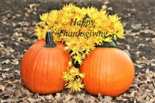 Happy Thanksgiving Pumpkins and Mum