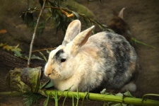 Hase Kaninchen Häschen Ostern