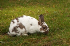 Bunny rabbit bunny easter