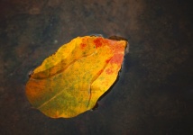 Fall foliage leaf water