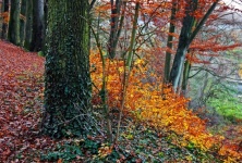 Podzimní krajina lesních stromů
