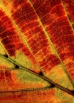 Fall foliage leaf macro photography
