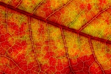 Makro fotografie listí na podzim