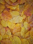 Feuilles d'automne feuilles d'au