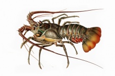 Lobster Cancer Vintage Art
