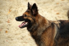 Harzer Fuchs kutya terelő kutya
