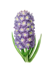Fleur de jacinthe fleur vintage