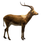 Antilope geïsoleerd