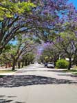 Jacaranda utca