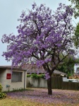 兰花car属植物树紫色花