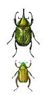 Escarabajo insecto vintage antiguo