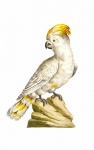 Cacatua pássaro papagaio vintage