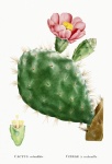 Sztuka kaktusów kaktusów