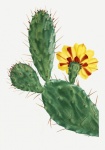 Cactus cactussen kunst vintage