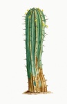 Cactus cactu art vintage