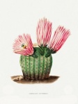 Cactus cactussen kunst vintage