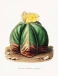 Cactus cactus arte vintage