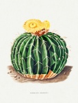Cactus cactu art vintage