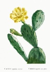 Cactus cacti art vintage